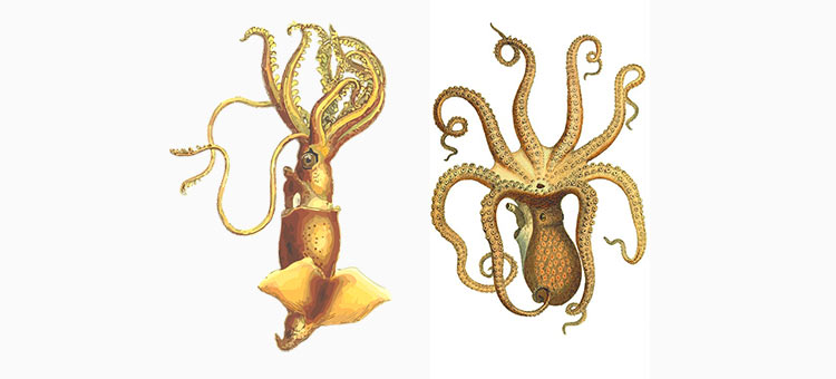 Calamaro_octopus-2oppio_JPG