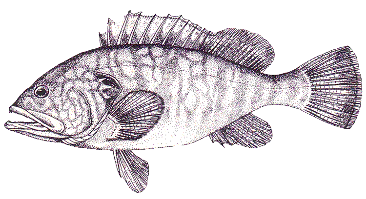 cernia_png